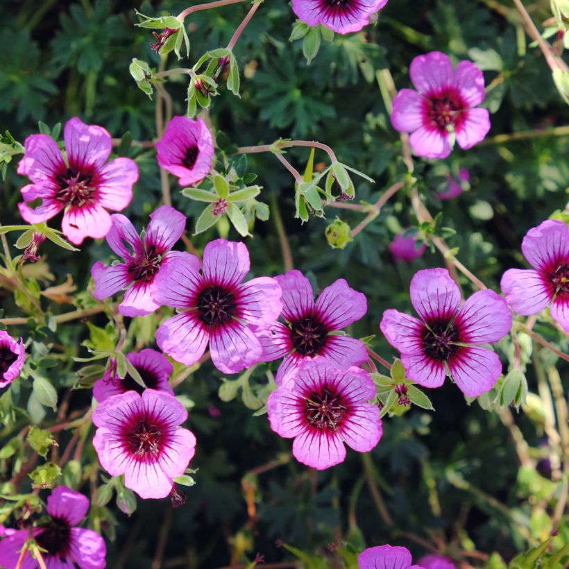 Geranium cinereum Jolly Jewel Night (Flowering)