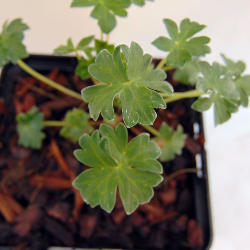 Geranium cinereum Jolly Jewel Salmon (Foliage)