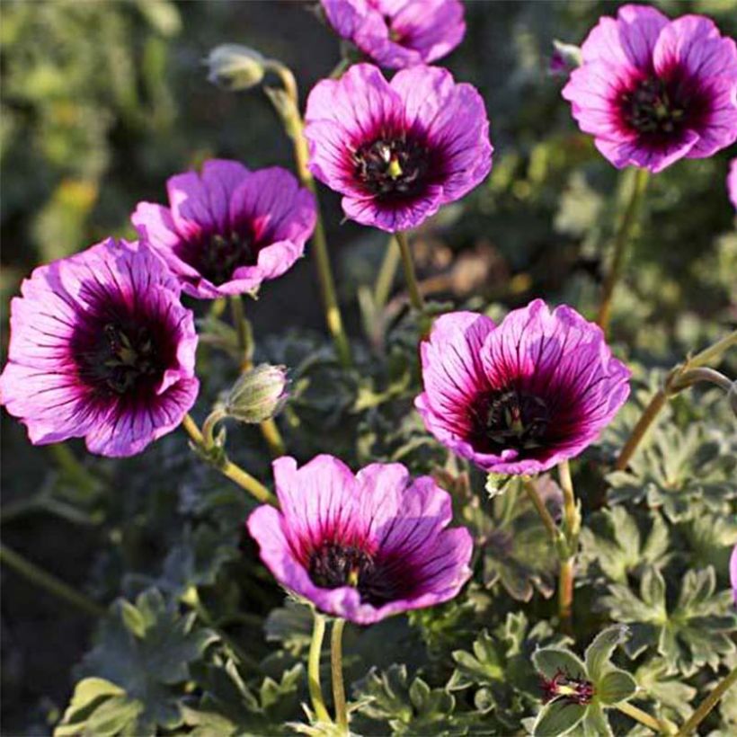 Geranium cinereum Jolly Jewel Violet (Flowering)