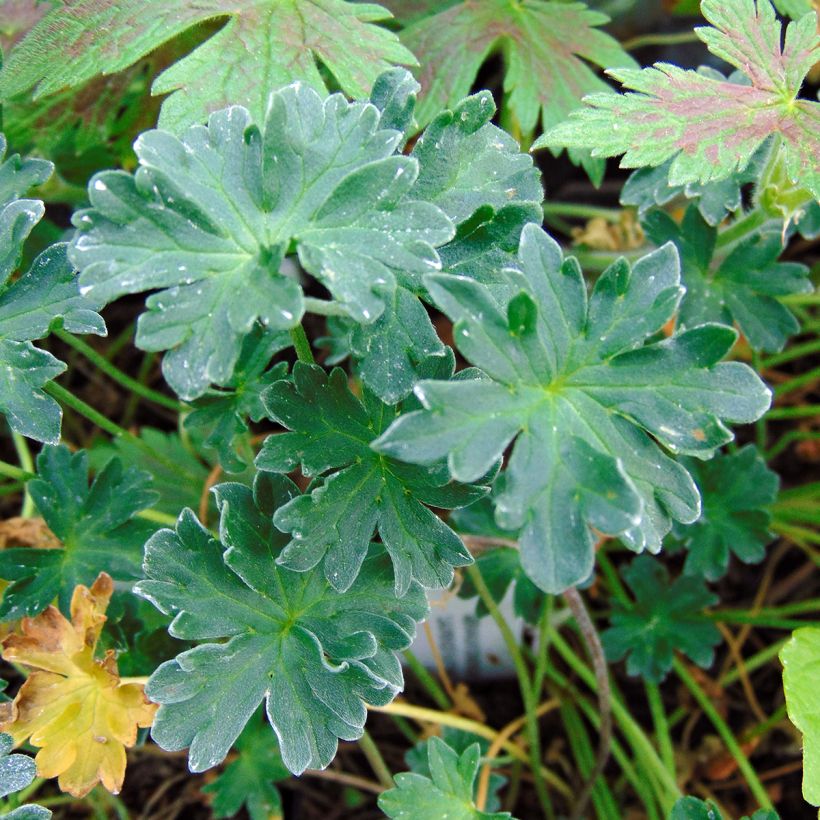 Geranium cinereum Laurence Flatman (Foliage)