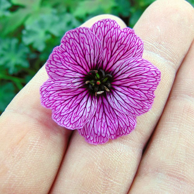 Geranium cinereum Laurence Flatman (Flowering)