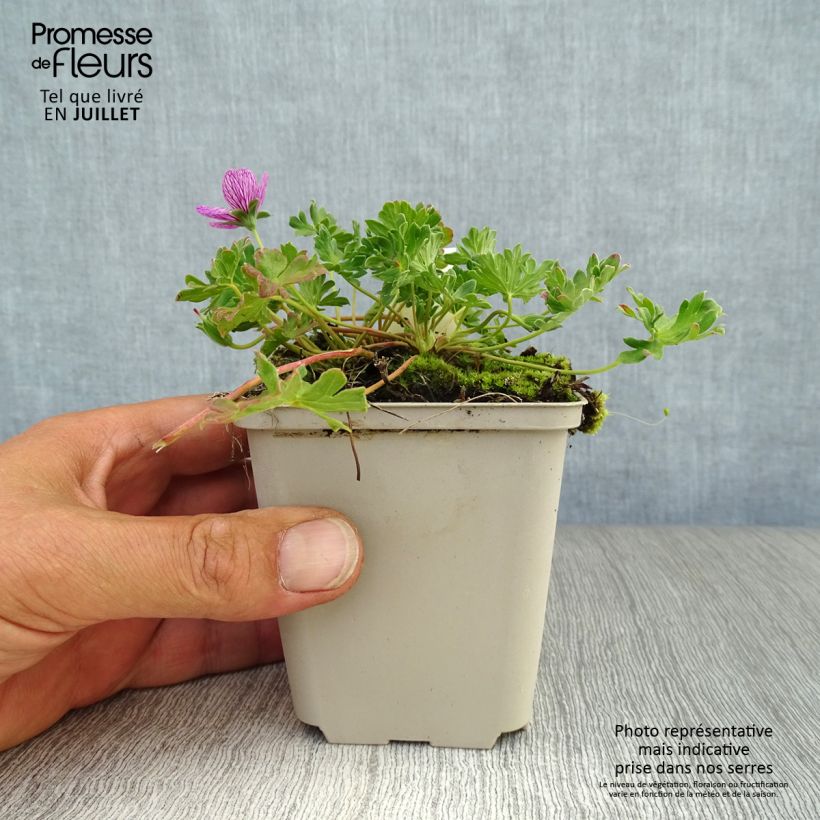 Geranium cinereum Laurence Flatman 8/9 cm pot sample as delivered in summer