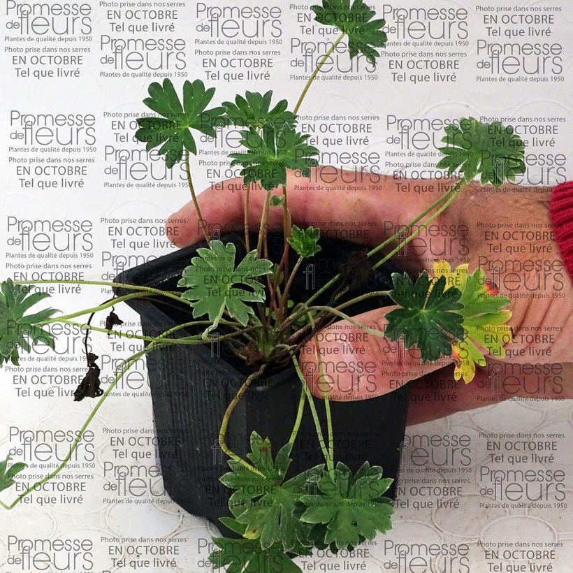 Example of Geranium cinereum Purple Pillow - Ashy Cranesbill specimen as delivered