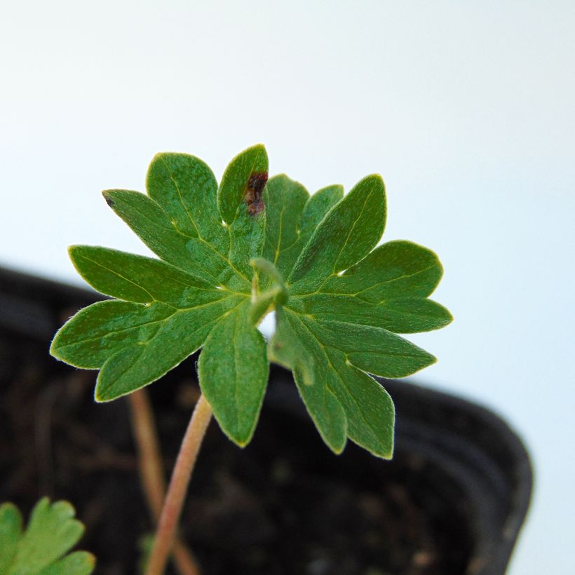 Geranium cinereum v. subcaulescens (Foliage)