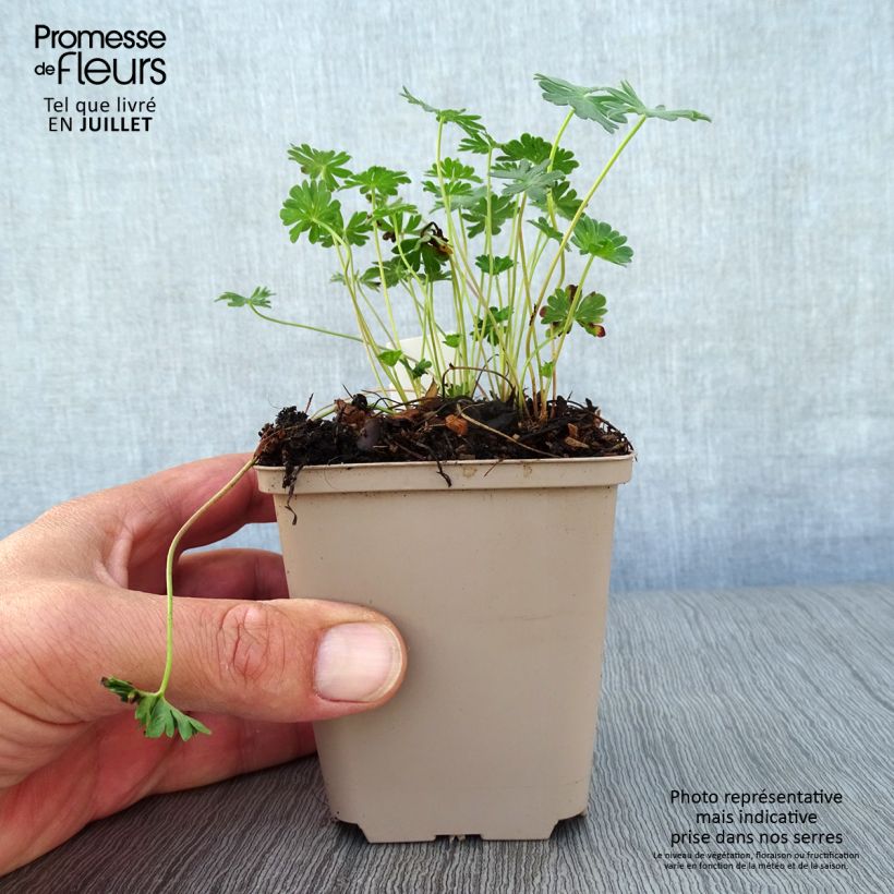 Geranium cinereum v. subcaulescens Giuseppii 8/9 cm pot sample as delivered in summer