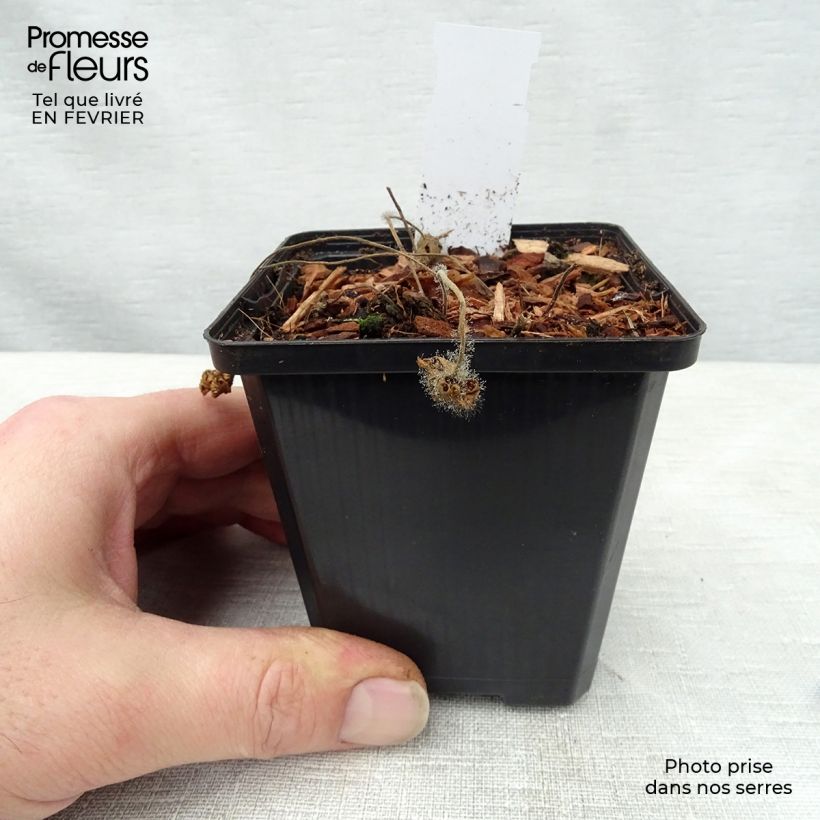 Geranium clarkei Kashmir Pink 8/9 cm pot sample as delivered in winter