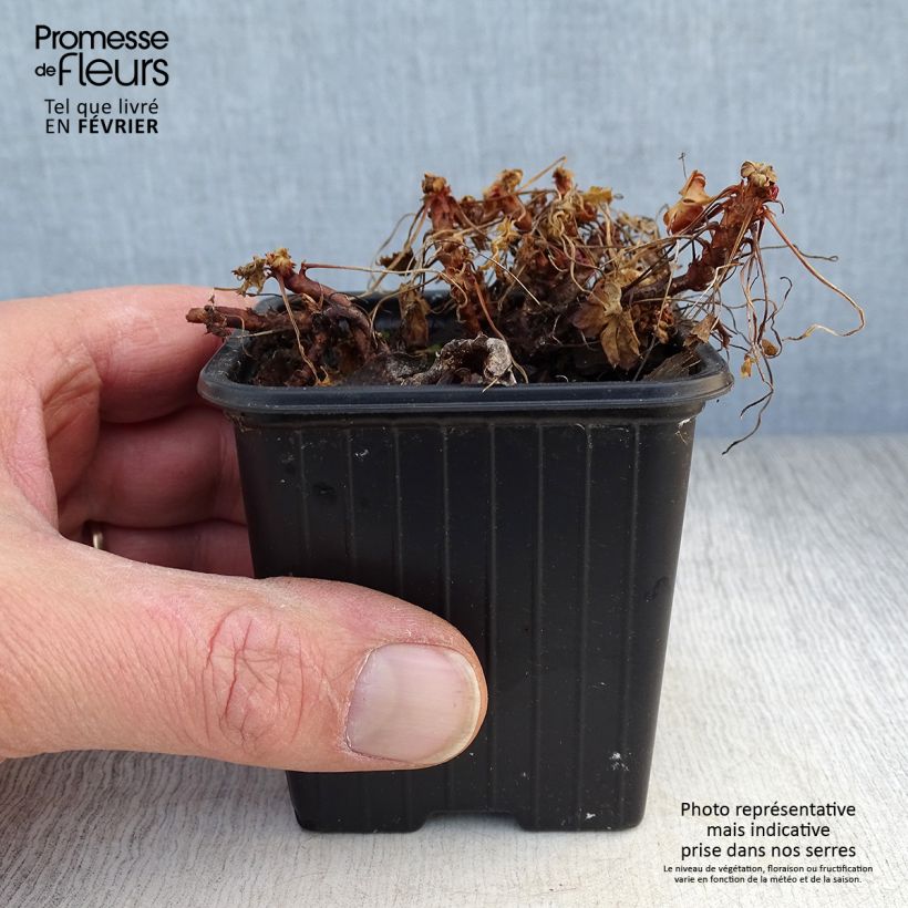 Geranium dalmaticum Bressingham Pink 8/9 cm pot sample as delivered in winter