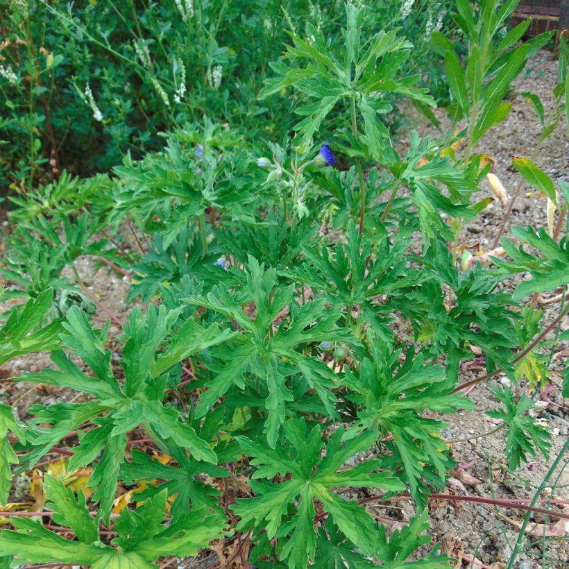 Meadow Cranesbill Seeds - Geranium pratense (Plant habit)
