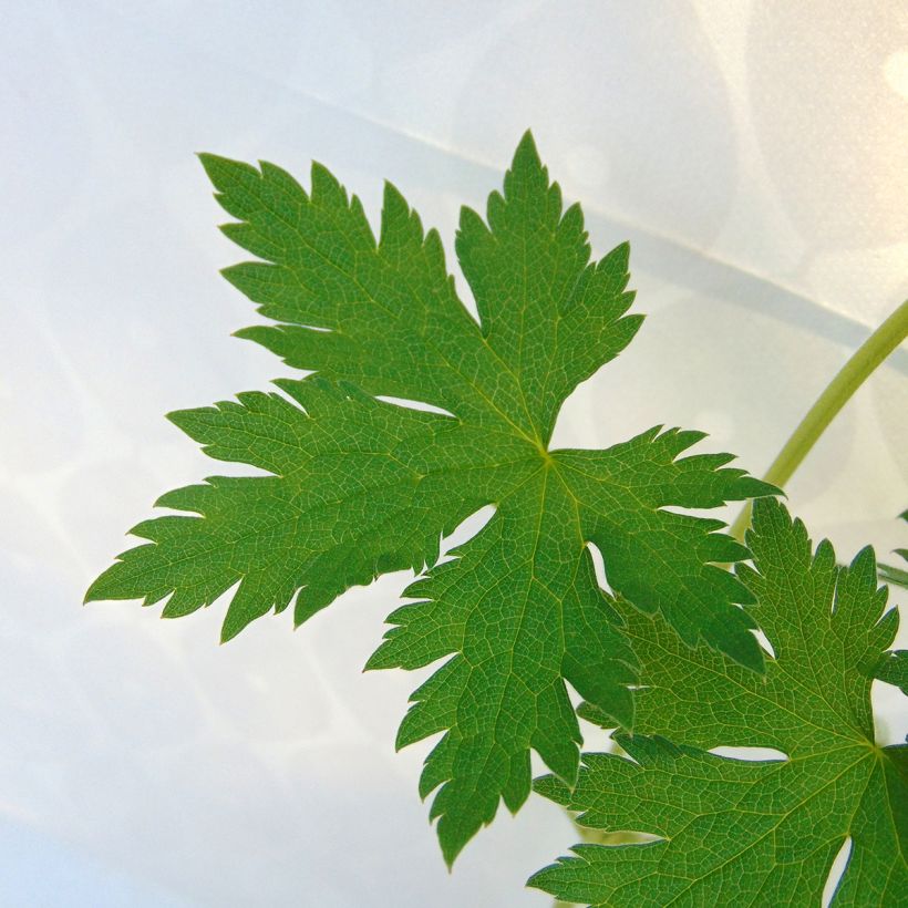 Geranium endressii - Endres cranesbill (Foliage)