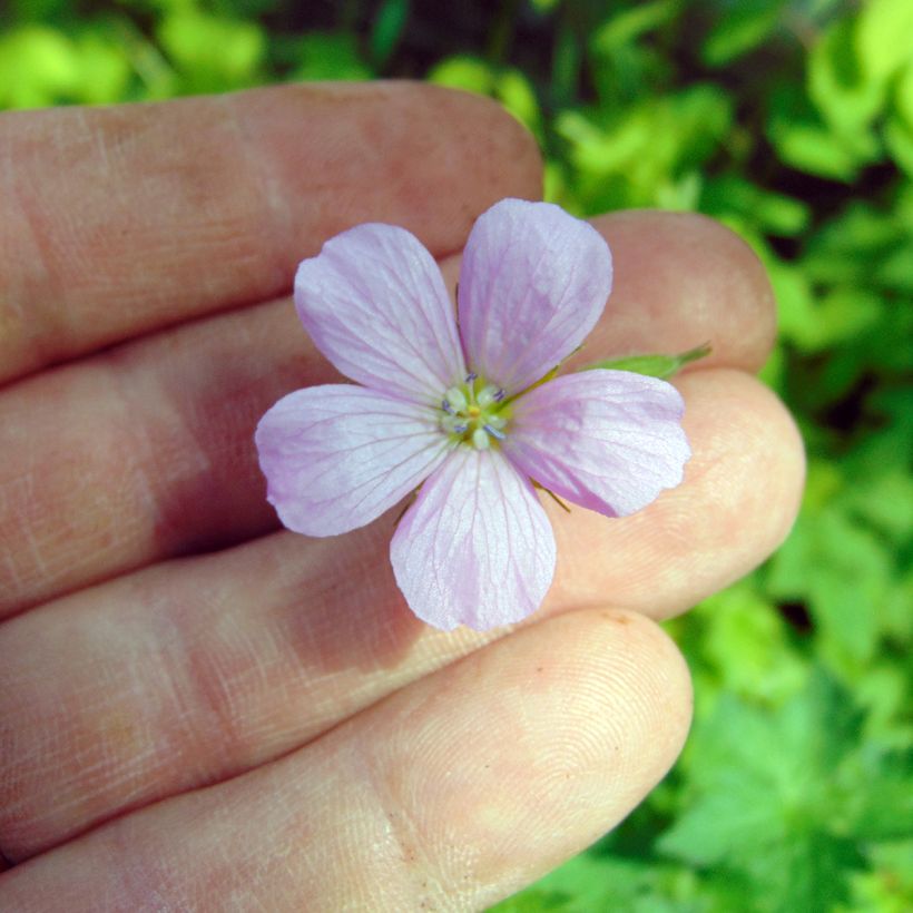 Geranium endressii - Endres cranesbill (Flowering)