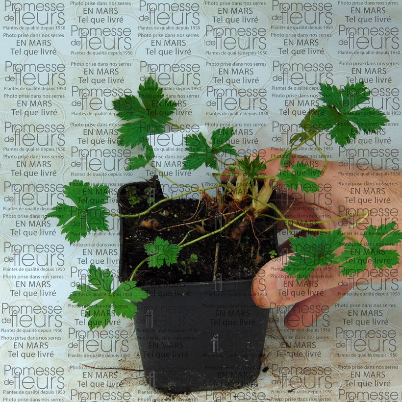 Example of Geranium endressii Beholders Eye 8/9 cm pot specimen as delivered