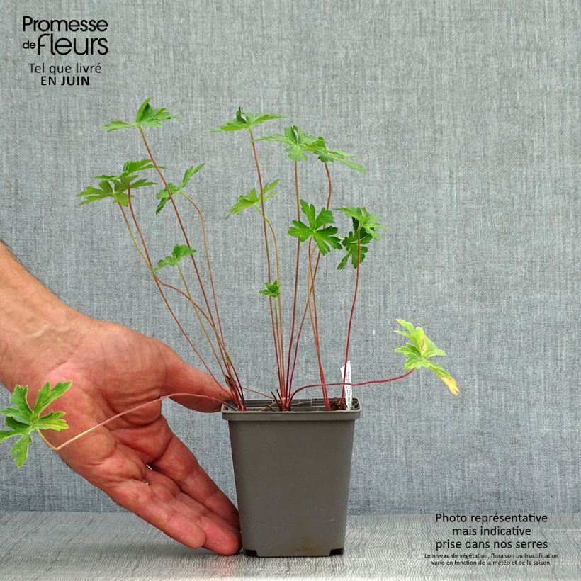 Geranium himalayense Derrick Cook 8/9 cm pot sample as delivered in summer