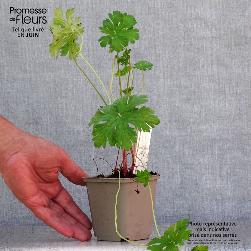 Geranium himalayense Gravetye 8/9 cm pot sample as delivered in summer