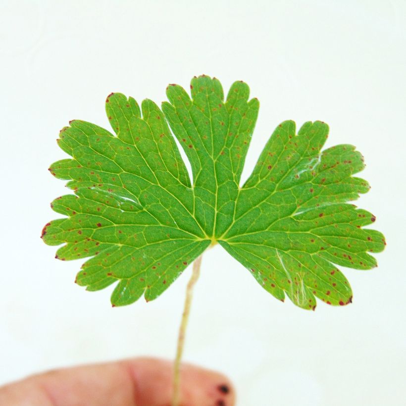 Geranium himalayense Plenum (Foliage)