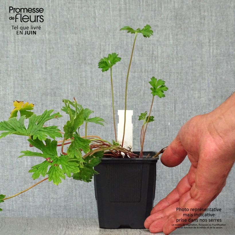 Geranium himalayense Plenum 8/9 cm pot sample as delivered in summer