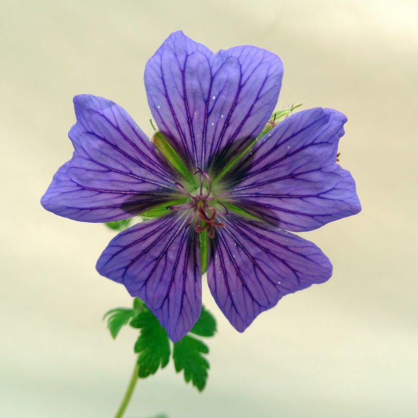 Geranium ibericum (Flowering)