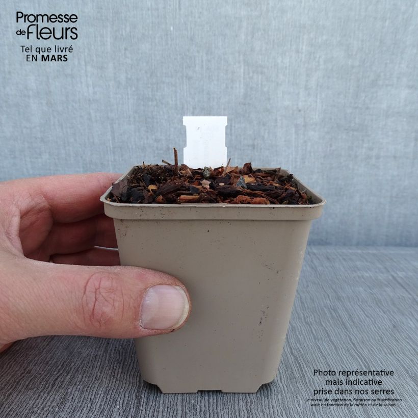 Geranium ibericum subsp. jubatum Vital 8/9 cm pot sample as delivered in winter