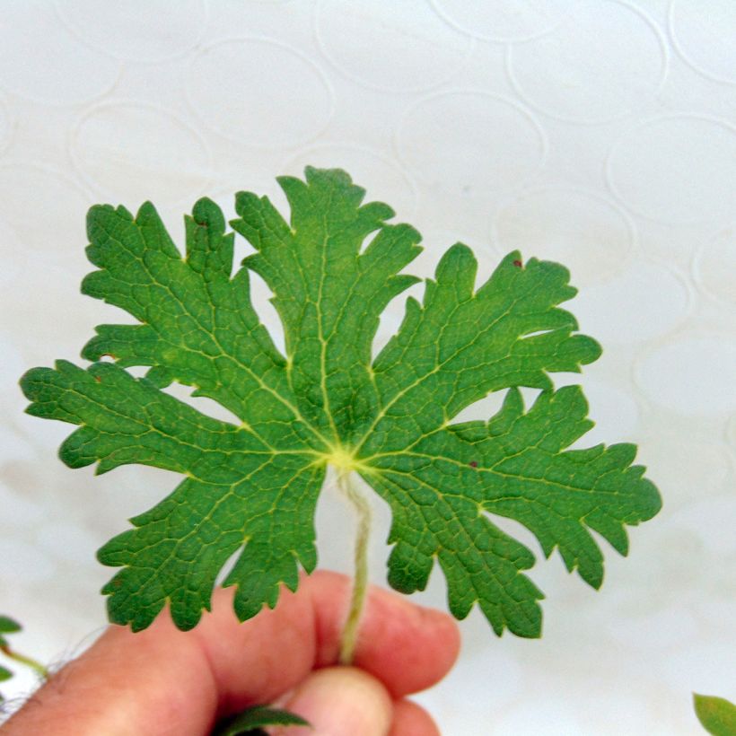 Geranium ibericum subsp. Jubatum White Zigana (Foliage)