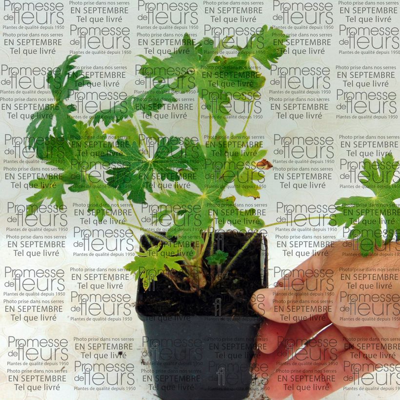 Example of Geranium ibericum subsp. Jubatum White Zigana specimen as delivered