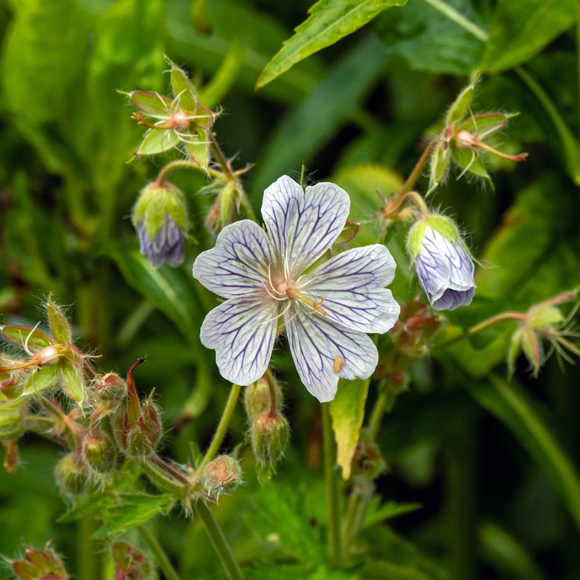 Geranium ibericum subsp. Jubatum White Zigana (Flowering)