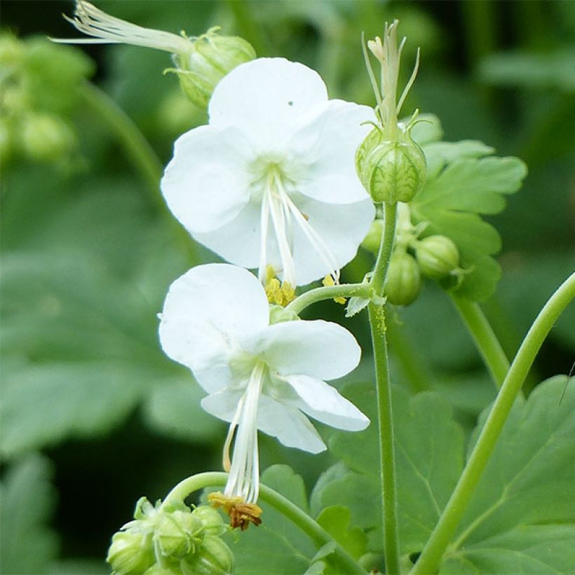 Geranium macrorrhizum White-Ness (Flowering)