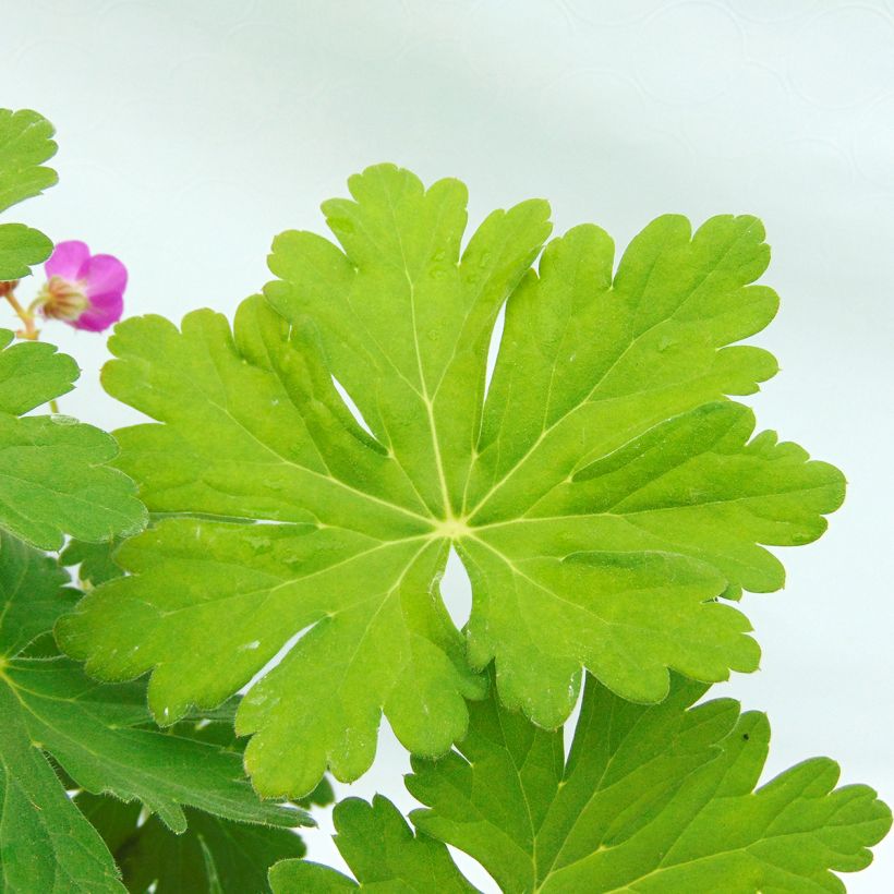 Geranium macrorrhizum - Bigroot Geranium (Foliage)