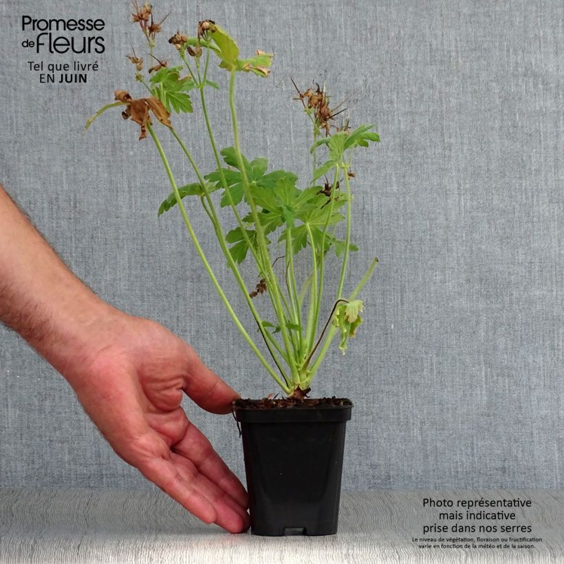 Geranium macrorrhizum Czakor 8/9 cm pot sample as delivered in summer