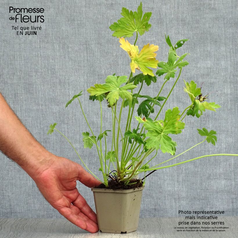 Geranium macrorrhizum - Bigroot Geranium 8/9 cm pot sample as delivered in summer