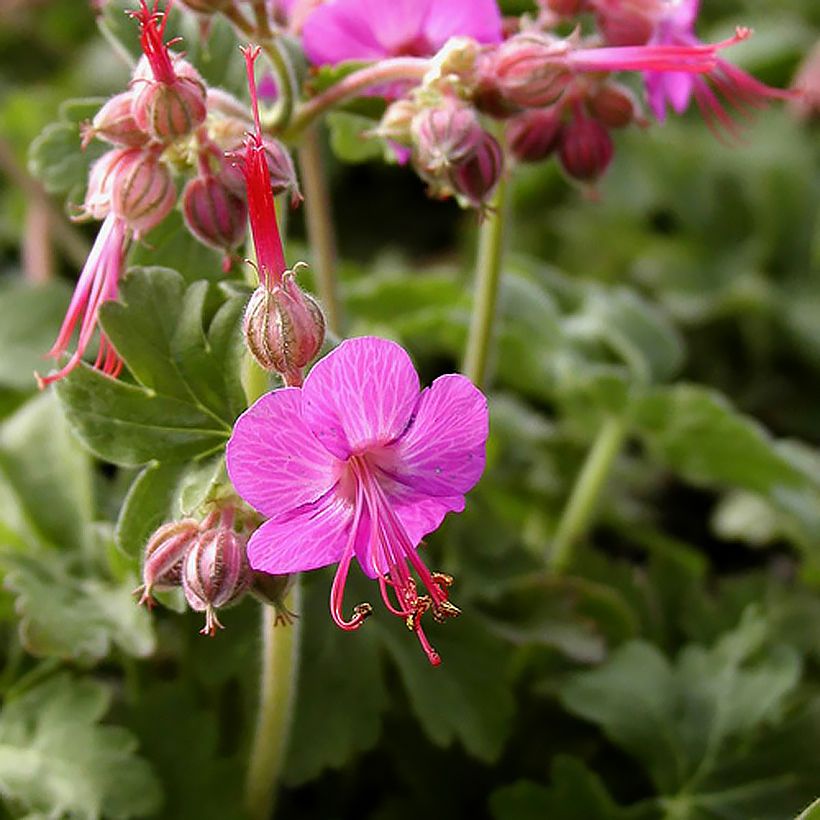 Geranium macrorrhizum Ingwersens Variety (Flowering)