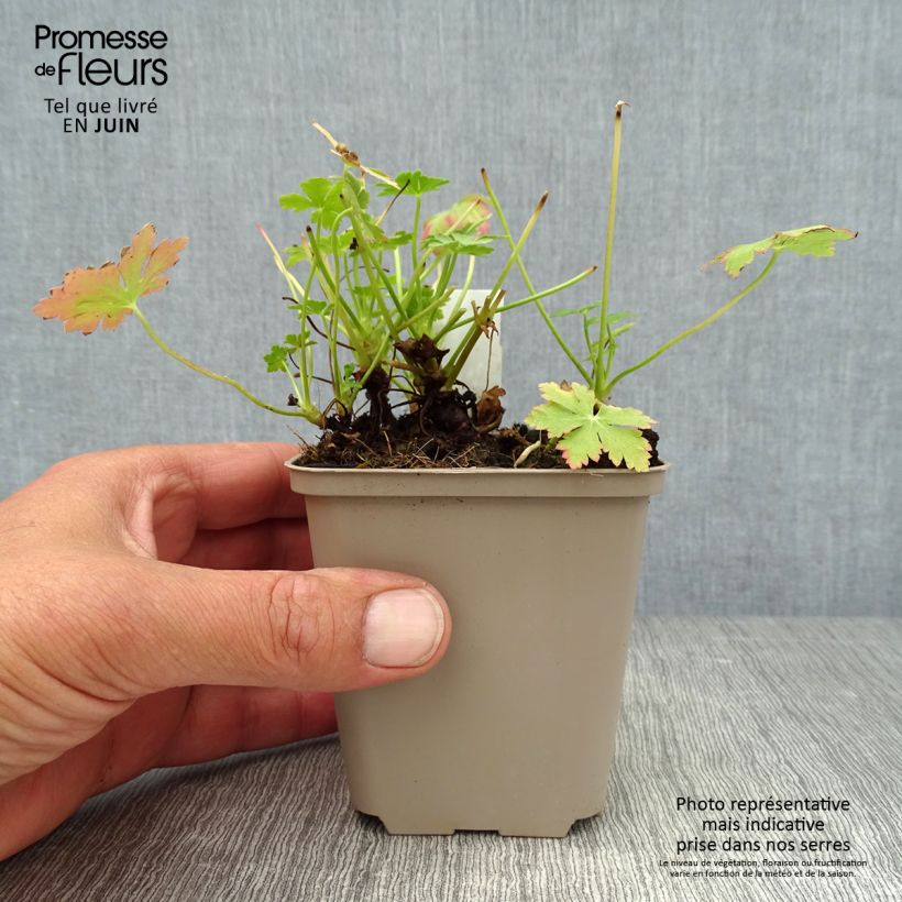 Geranium macrorrhizum Olympos 8/9 cm pot sample as delivered in summer
