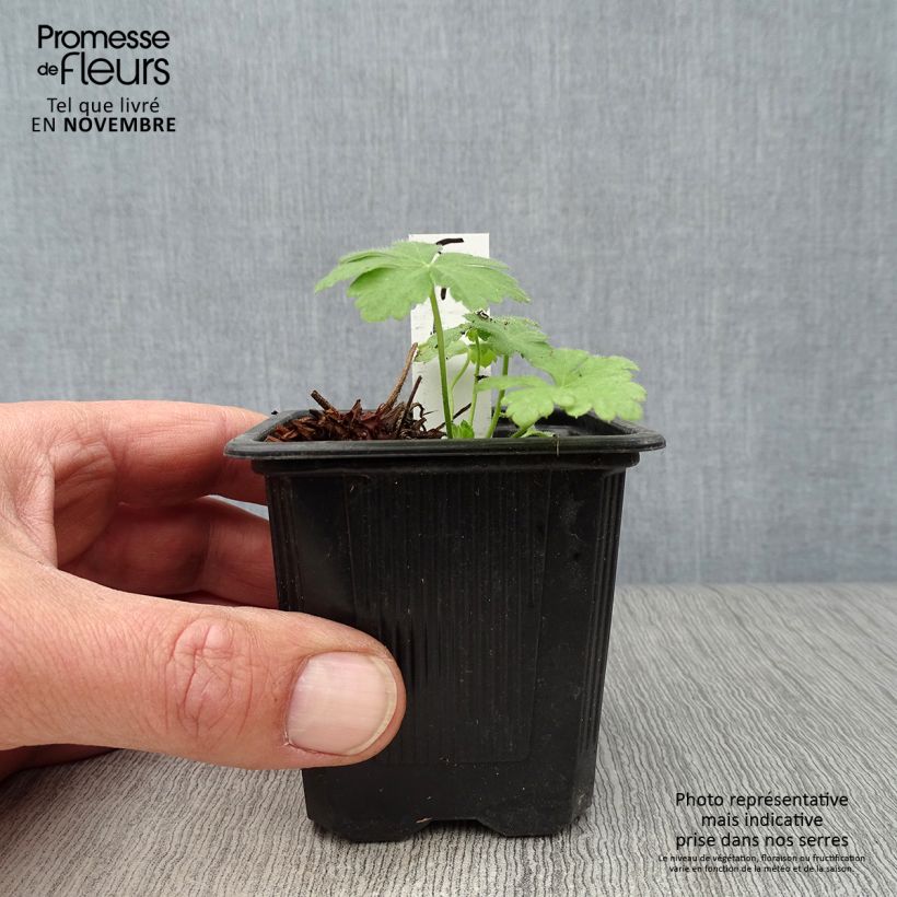 Geranium macrorrhizum Spessart 8/9 cm pot sample as delivered in autumn
