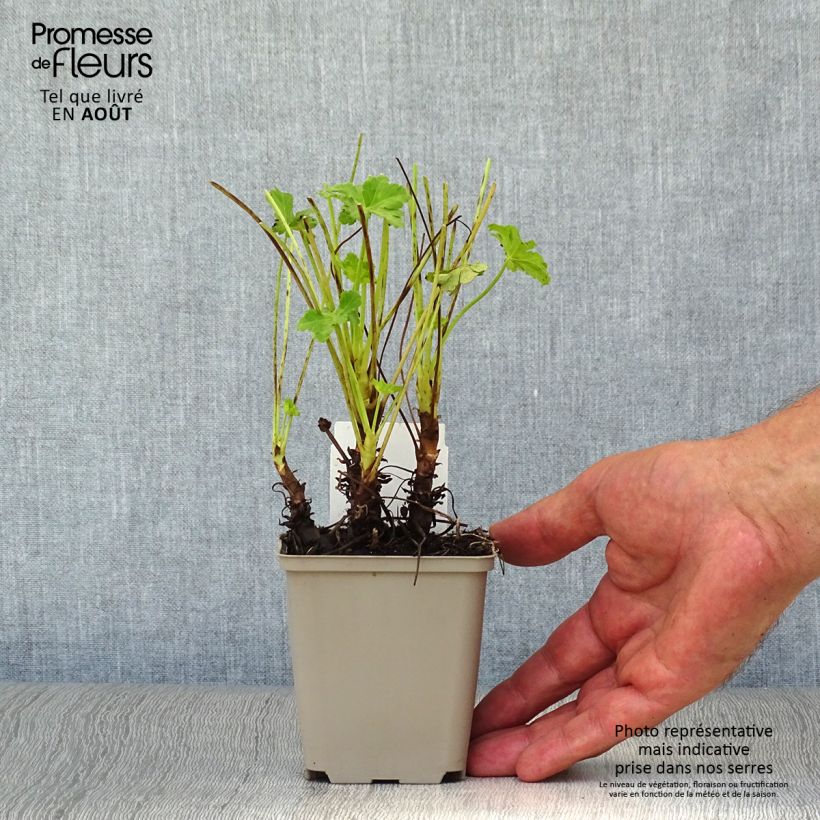 Geranium macrorrhizum White-Ness 8/9 cm pot sample as delivered in summer