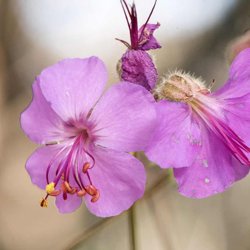 Geranium macrorrhizum - Bigroot Geranium (Flowering)