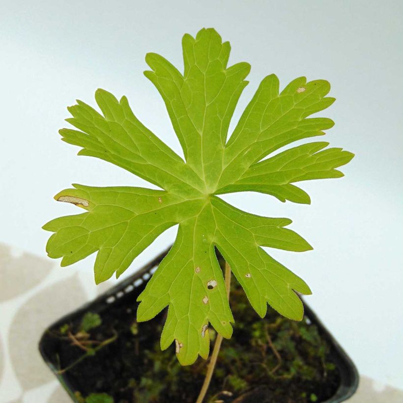 Geranium maculatum (Foliage)