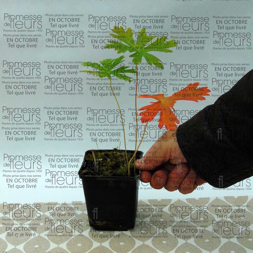 Example of Geranium maculatum 8/9 cm pot specimen as delivered
