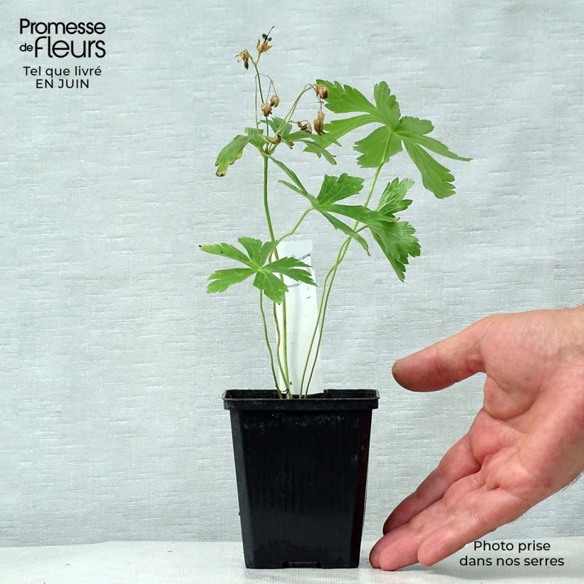 Geranium maculatum Chatto 8/9 cm pot sample as delivered in summer