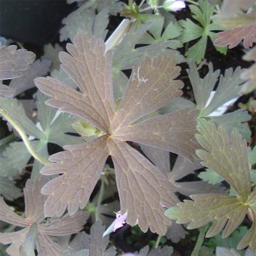 Geranium maculatum Espresso (Foliage)