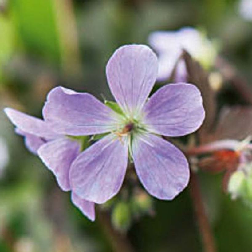 Geranium maculatum Espresso (Flowering)