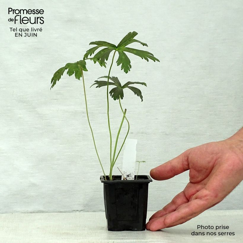 Geranium maculatum Espresso 8/9 cm pot sample as delivered in summer