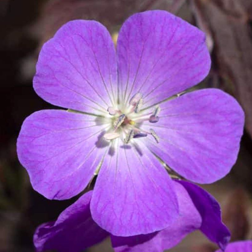 Geranium maculatum Stormy Night (Flowering)