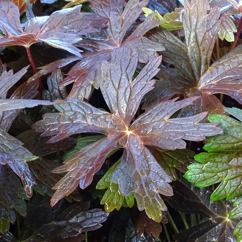 Geranium maculatum Stormy Night (Foliage)