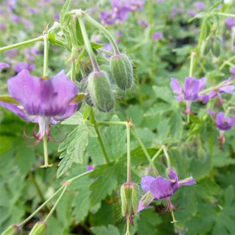 Geranium monacense (Flowering)