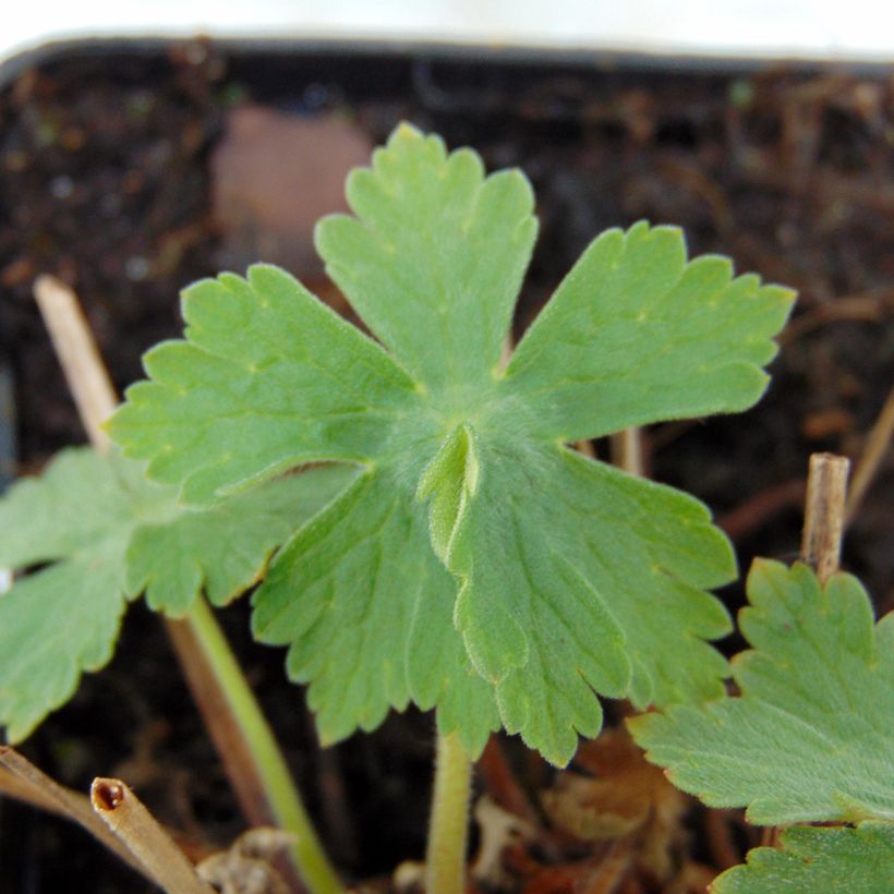 Geranium monacense var. anglicum (Foliage)