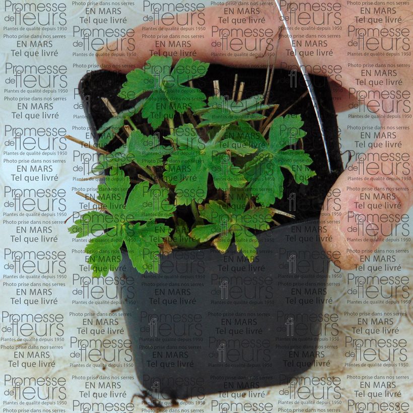 Example of Geranium monacense var. anglicum specimen as delivered