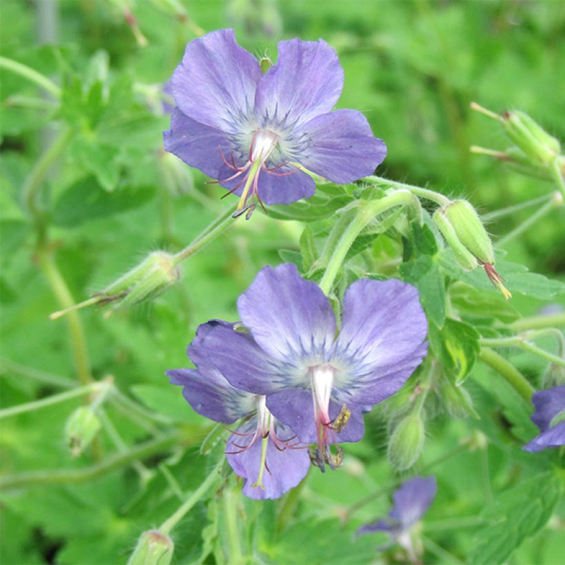 Geranium monacense var. anglicum (Flowering)