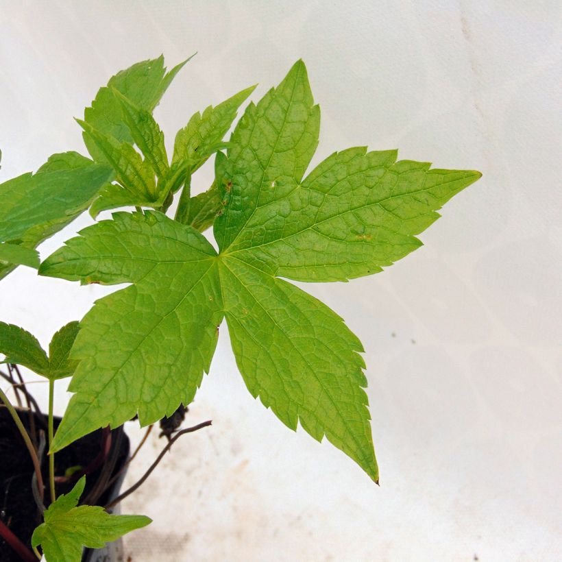 Geranium nodosum - Knotted cranesbill (Foliage)