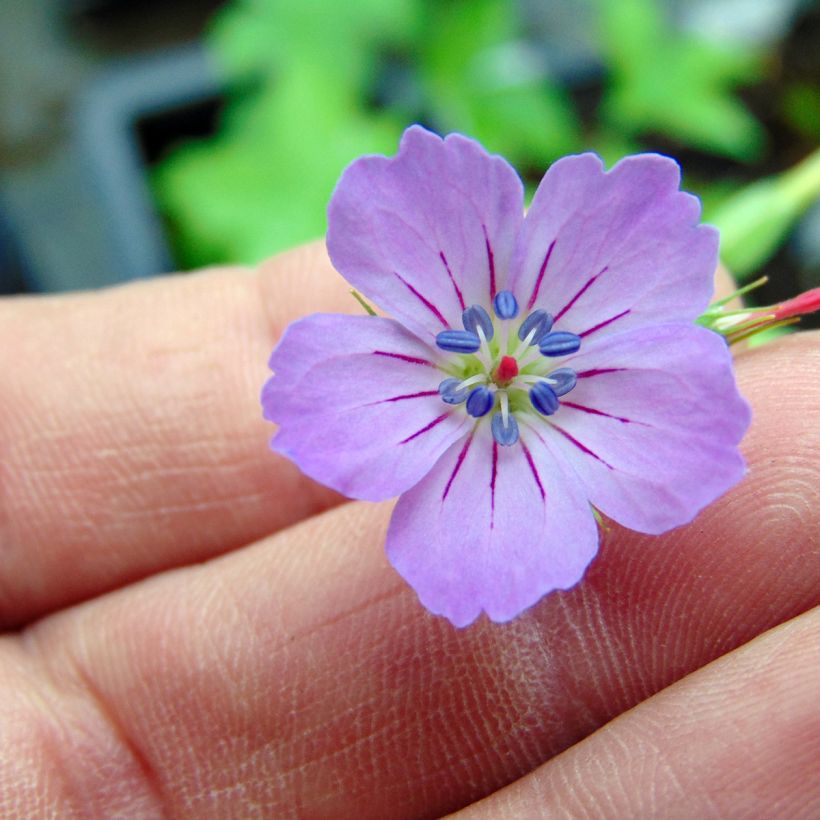 Geranium nodosum - Knotted cranesbill (Flowering)