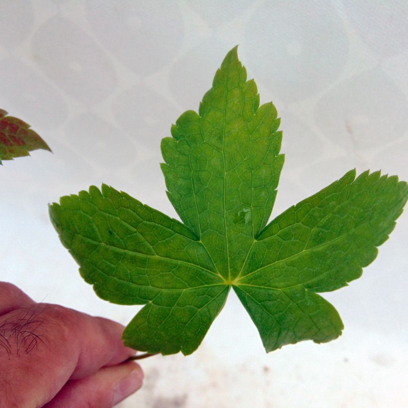 Geranium nodosum Clos du Coudray (Foliage)