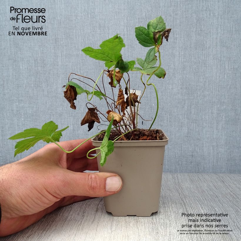 Geranium nodosum Clos du Coudray 8/9 cm pot sample as delivered in autumn