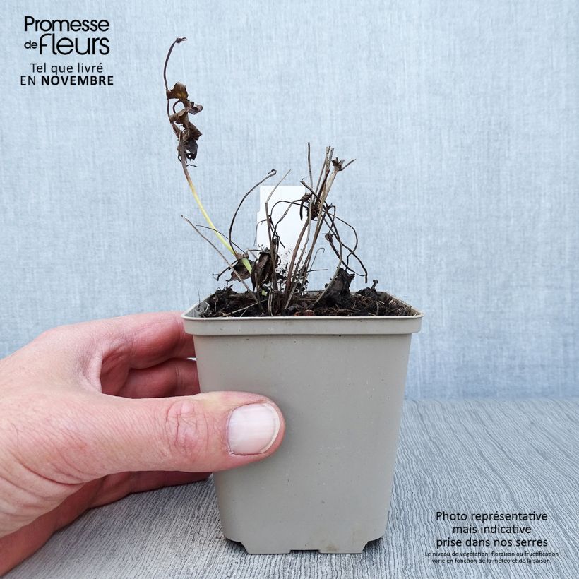 Geranium nodosum Silverwood 8/9 cm pot sample as delivered in autumn